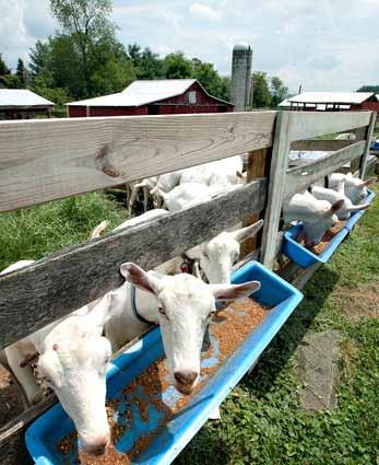 Goats eating from feed trough