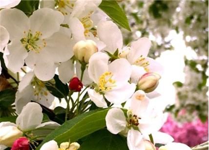 Healthy apple blossoms. Image: Penn State