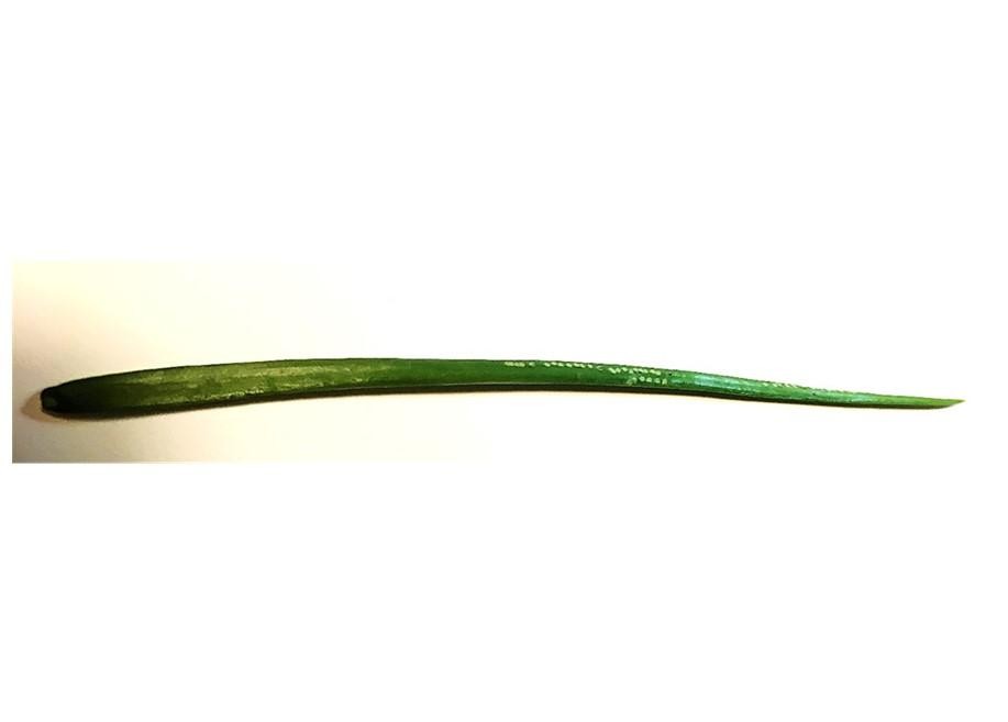Fig. 1 Onion leaf blade showing linear white dots made by female Allium leaf miners. Photo: G. Brust, UMD