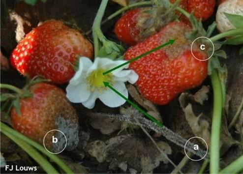 Photo: F. J. Louws, NCState University https://content.ces.ncsu.edu/botrytis-cinerea-botrytis-fruit-rot-and-blight-on-strawberry