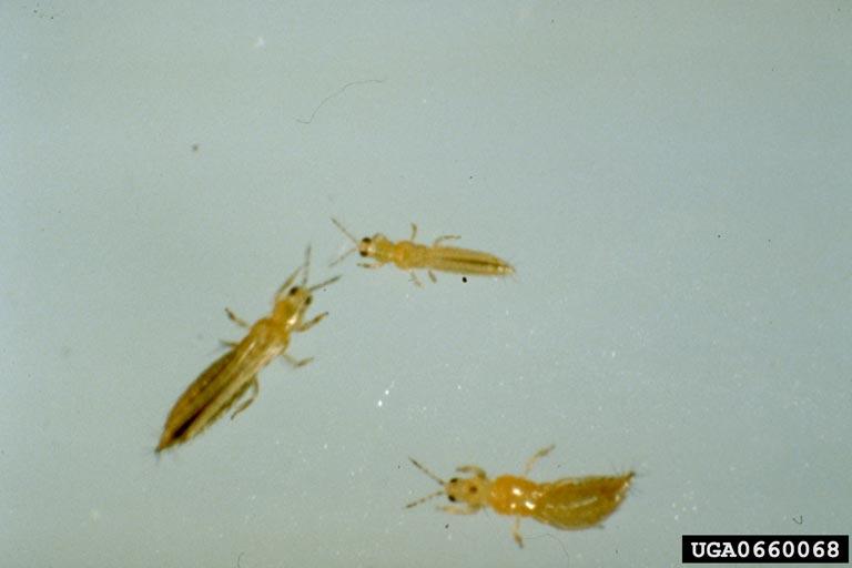 Fig. 1 Western flower thrips. Photo: P.M.J. Ramakers, Applied Plant Research, Bugwood.org
