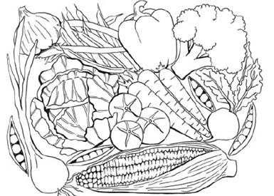 Line drawing of vegetables