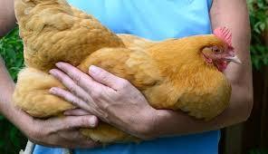Poultry Full Grown Chicken
