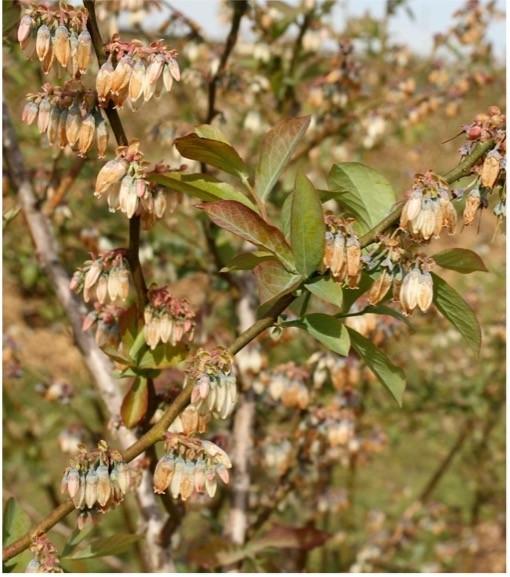 blueberry flowers damaged from cold - false spring - climate change