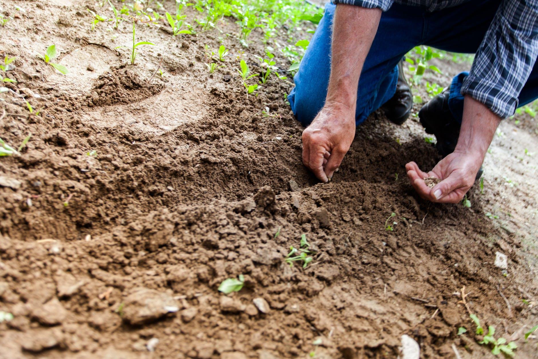 sowing seeds in a furrow of soil