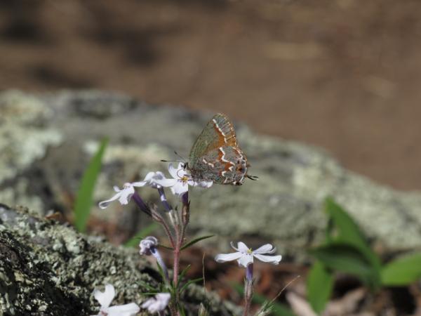 butterfly on phlox flower