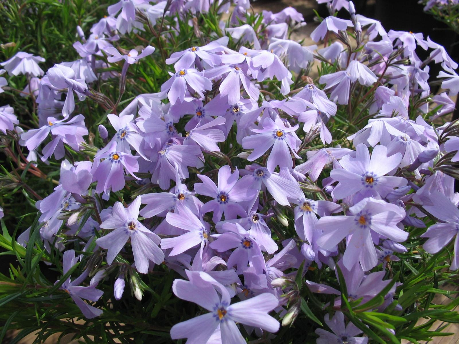 lavender flowers of phlox subulata groundcover native to maryland