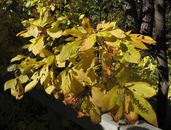 yellow leaves of clethra alnifolia native shrub