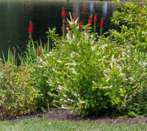 clethra alnifolia native shrub growing near a lake