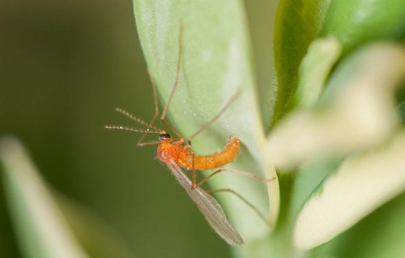 tiny fly-like orange boxwood leafminer adult