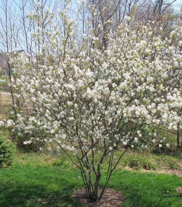 small multistemmed serviceberry tree with white flowers