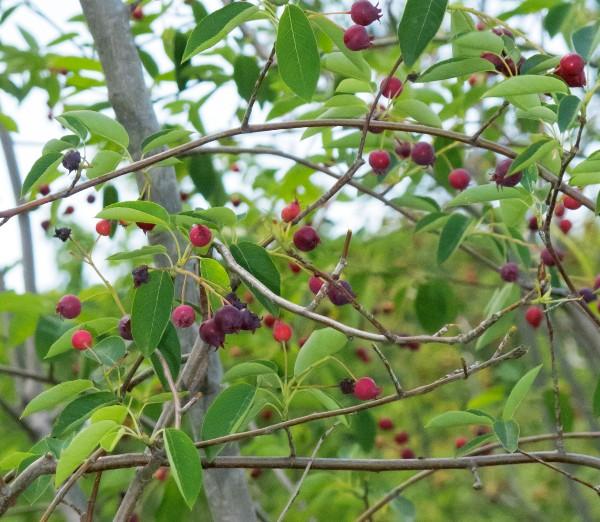 ripening fruits on serviceberry tree