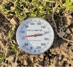 Thermometer in the soil with a temperature reading.