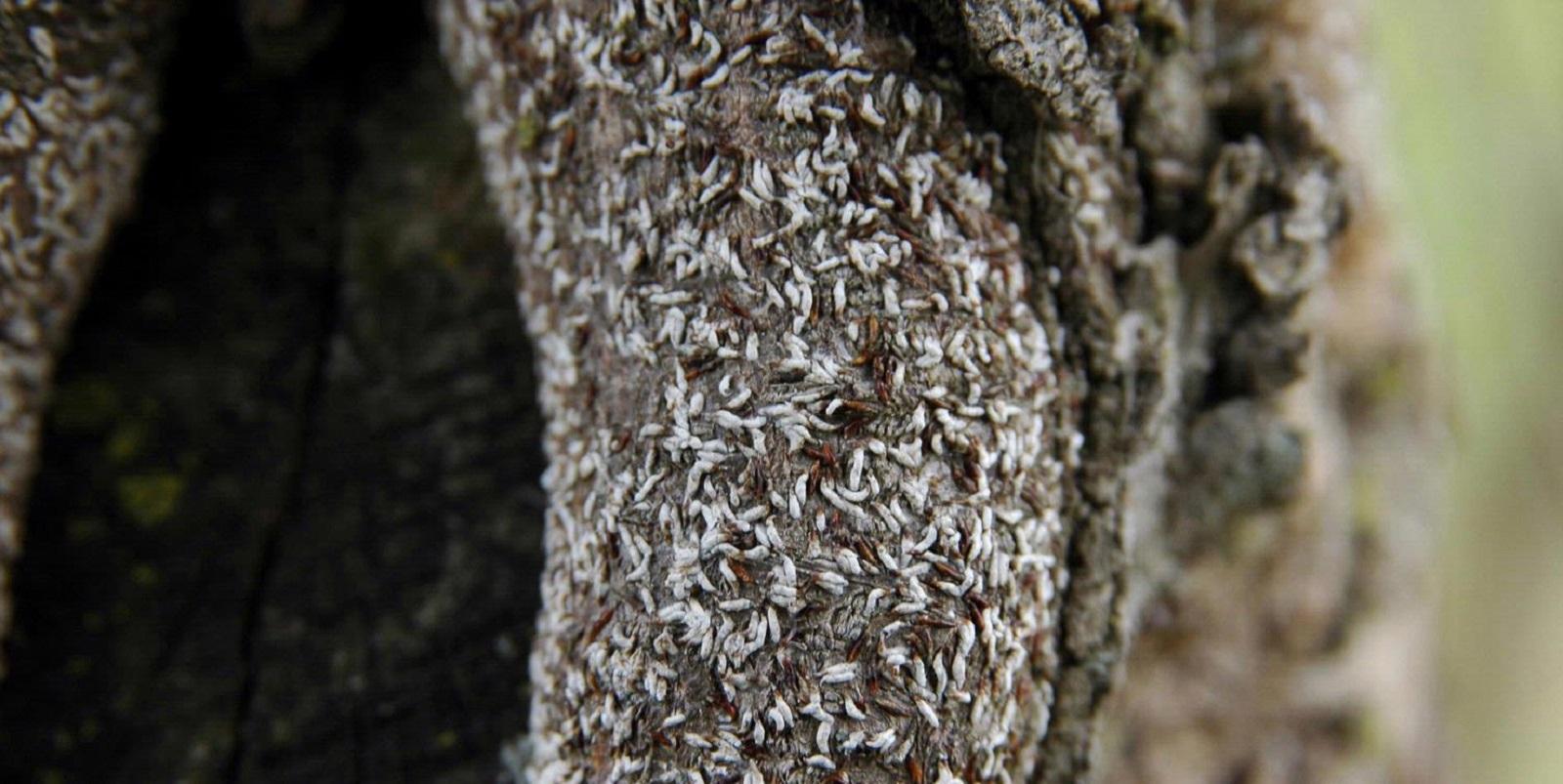 heavy infestation of Japanese maple scale