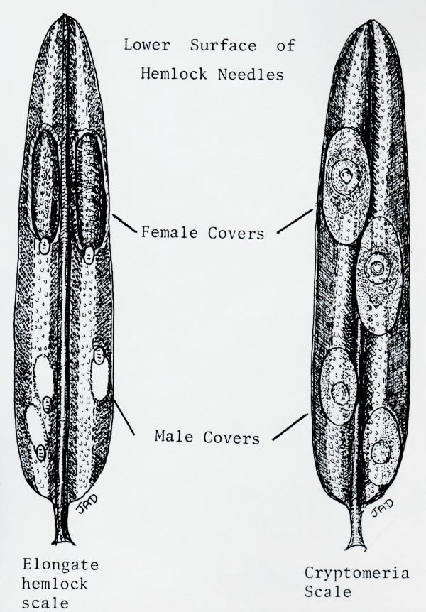 Illustration of cryptomeria scale compared with elongate hemlock scale.
