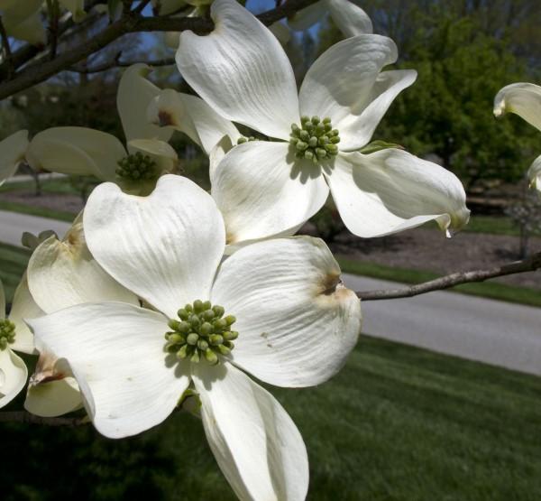 Blooms of a native flowering dogwood tree.