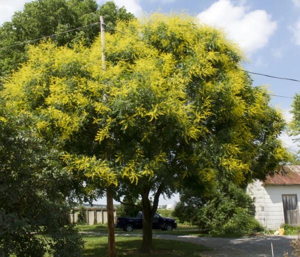 Blooming golden raintree.