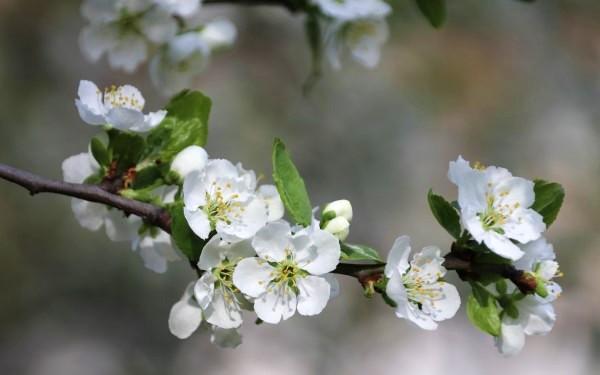 Blooms of a hawthorn tree.