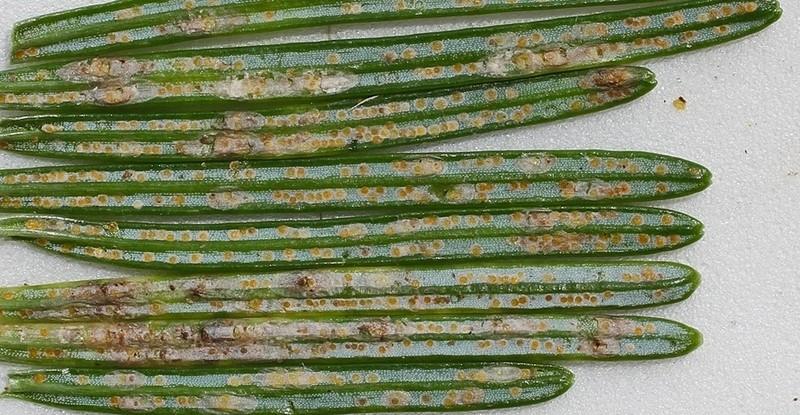 Close-up of cryptomeria scale on the underside of fir needles.