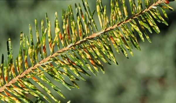Foliage damage on fir needles from cryptomeria scale.