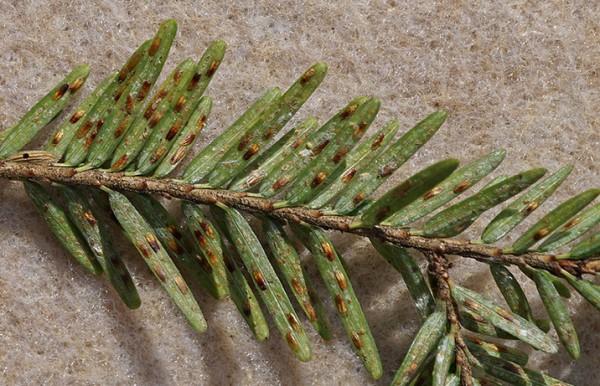 Elongate hemlock scale on the undersides of discolored needles.