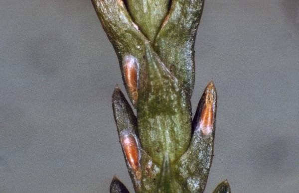 Close-up of maskell scale on cryptomeria needles.