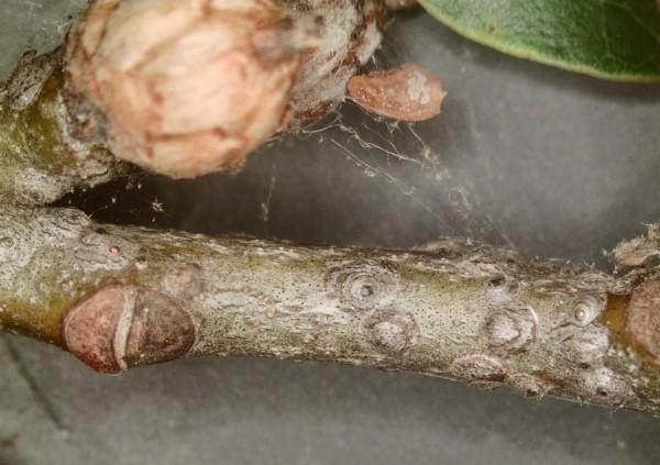 Close-up of obscure scale on twig.
