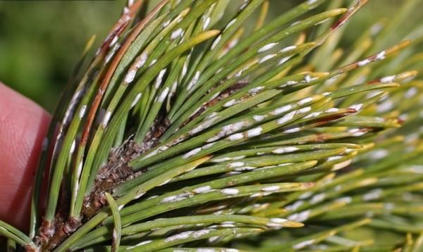 Mature pine needle scale females on pine foliage.