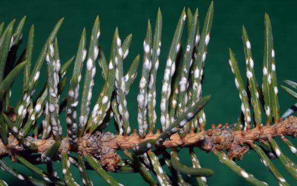 Close-up of a pine needle scale infestation on spruce foliage.