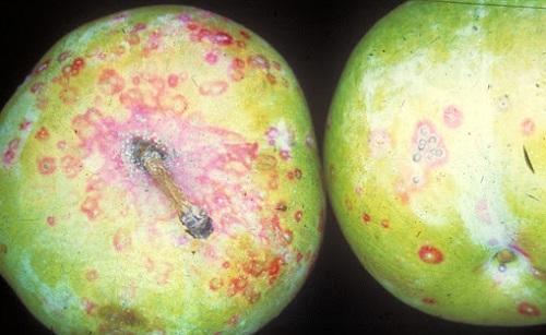 fruit skin damage caused by San Jose scale