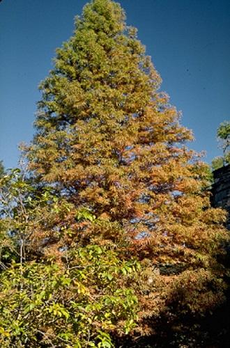 normal brownish fall color of bald cypress tree
