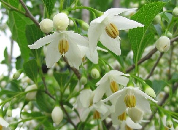 Blooms of a Japanese snowbell tree.