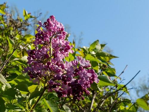 lilac shrub flower