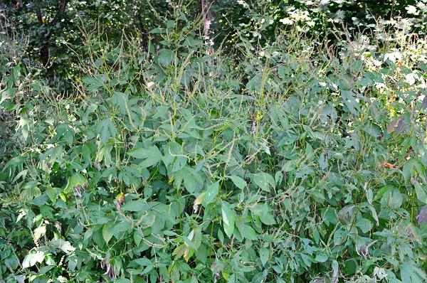 giant ragweed foliage