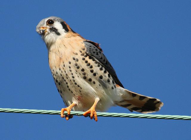 American Kestrel in Prince George’s County, Maryland. Photo by Dan Haas, Maryland Biodiversity Project