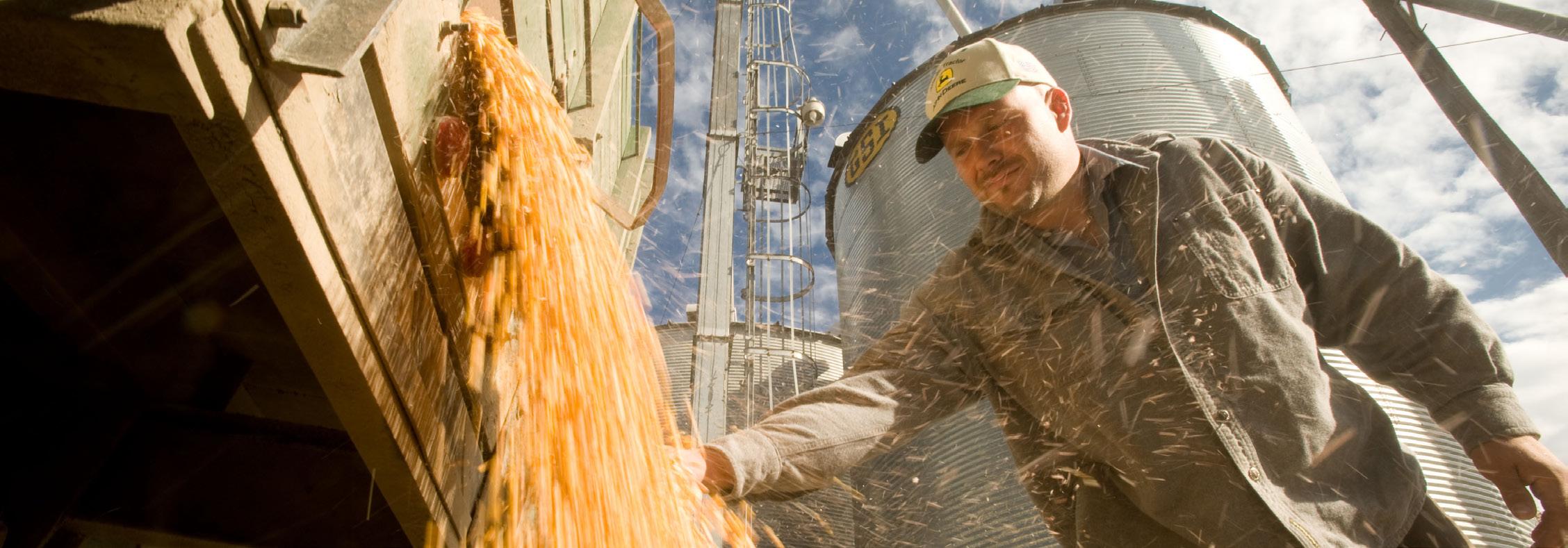 Grain being transferd to silos. Man overseeing process.