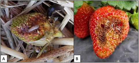 Figure 1. 1A) Slug feeding on unripe strawberry (K. Hamby). 1B) Slug feeding damage (M. Cramer).