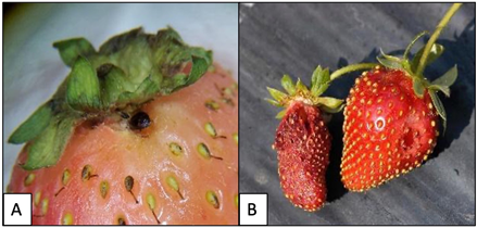 Figure 2. 2A) Sap beetle feeding on strawberry (K. Hamby) 2B. Sap beetle feeding damage (N. Hummel, LSU). 