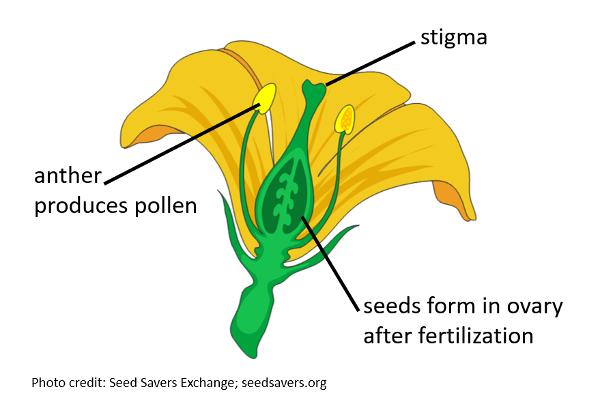 illustration of a flower and the parts involved in pollination - stigma and anther