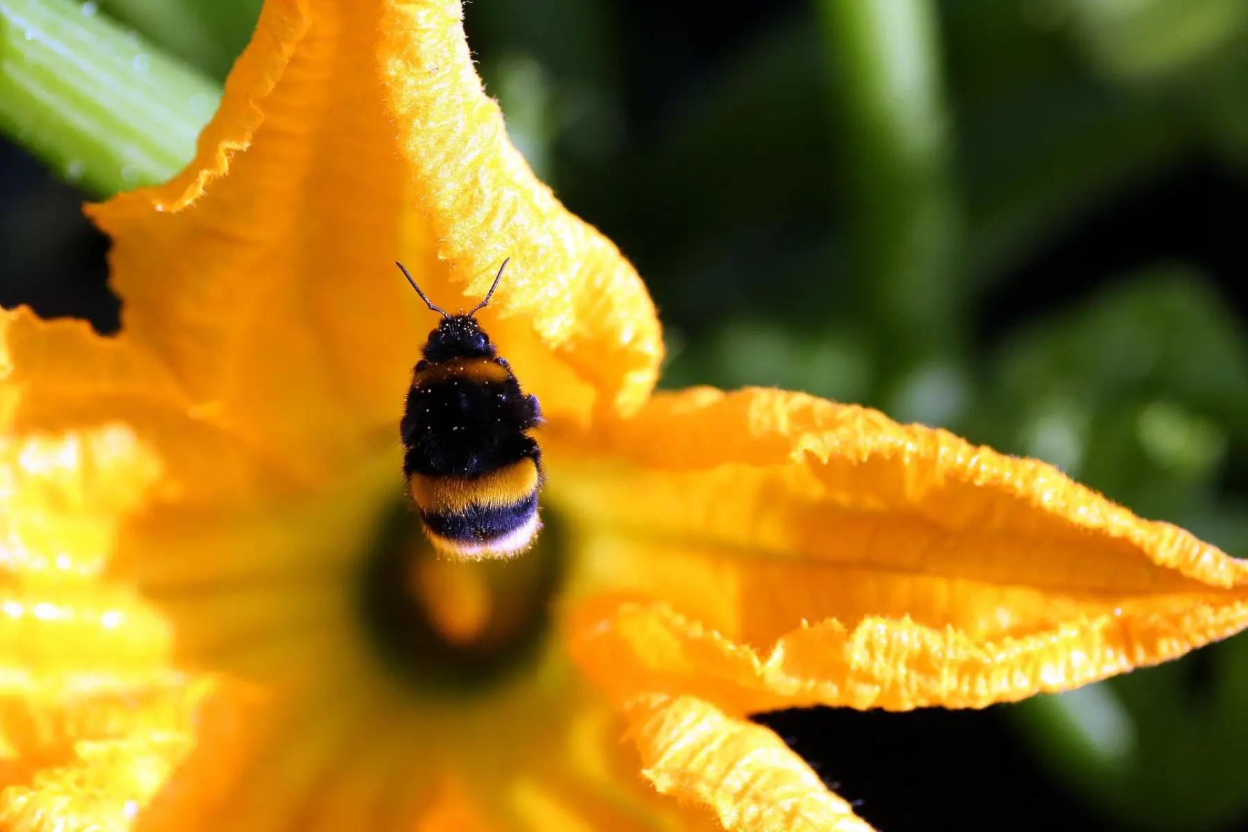 bee on a yellow squash flower - climate change affects pollination
