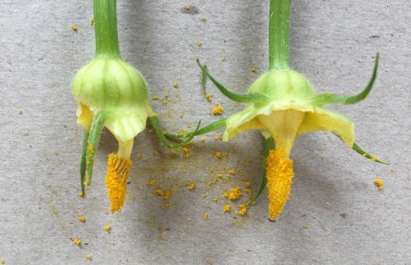 male anthers and pollen of squash flowers 