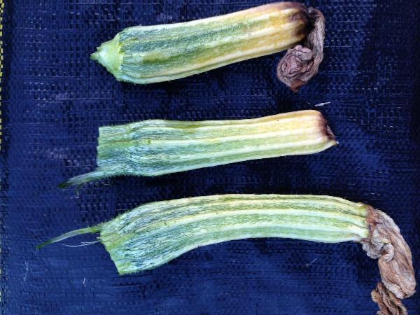 zucchini fruits showing symptoms of poor pollination 