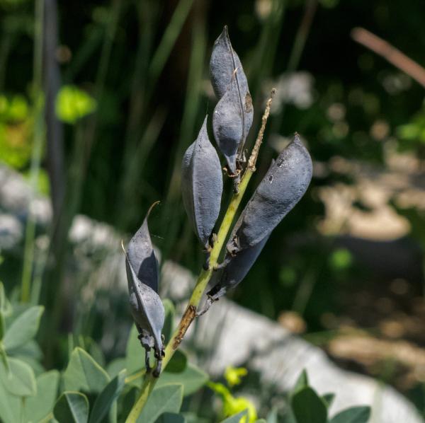 black seedheads of native baptisia australis plant are ornamental