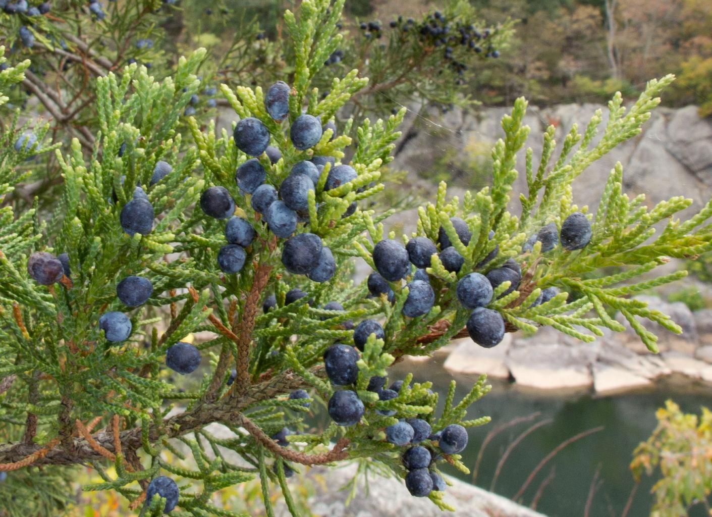 Eastern Redcedar University of Maryland Extension