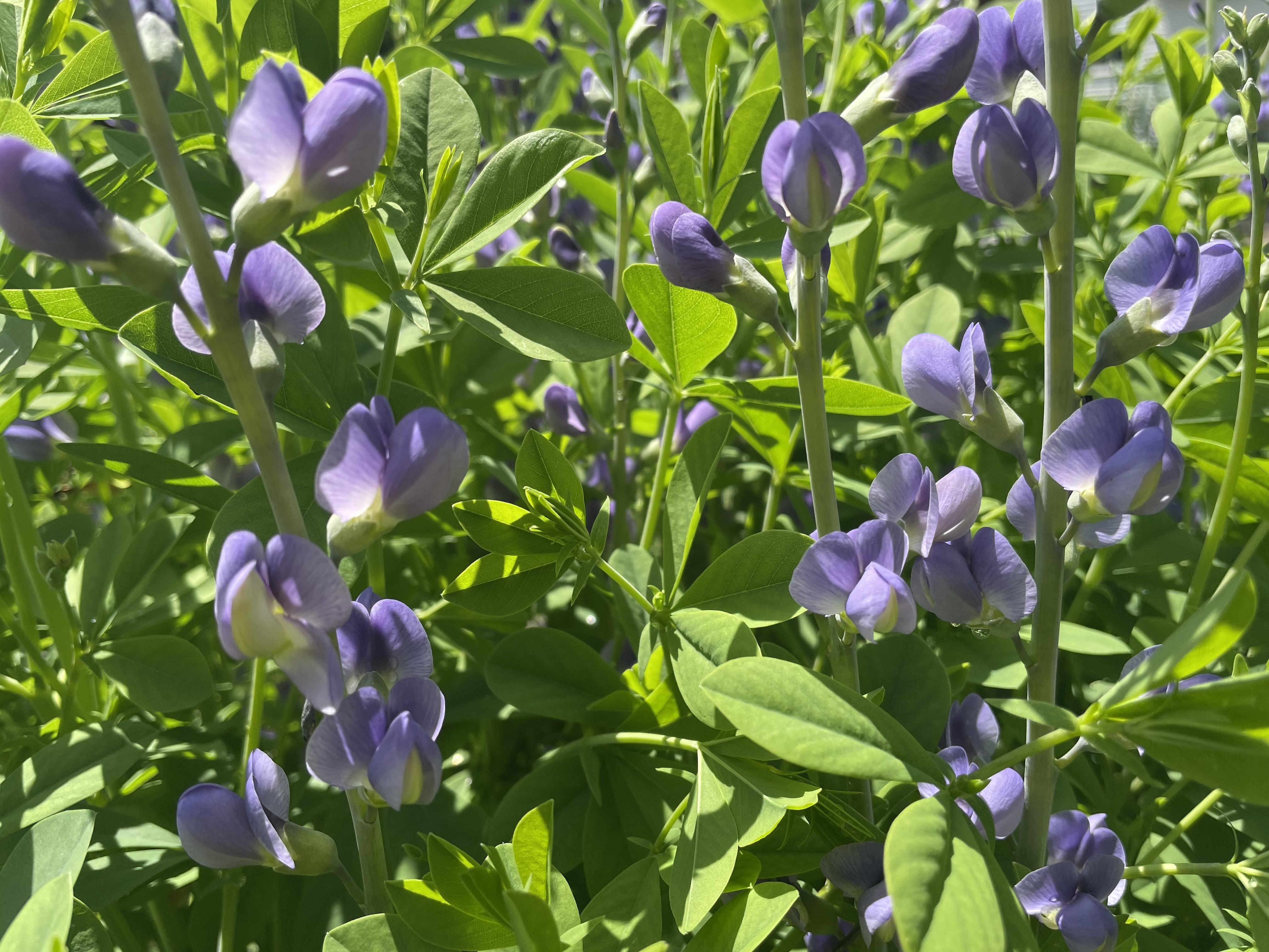 blue spikes of flowers on Maryland native baptisia australis perennial plant