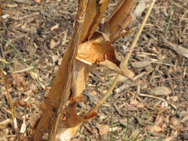 Peeling bark on oakleaf hydrangea stems.
