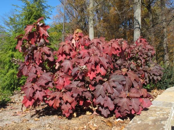Autumn leaf color on a compact oakleaf hydrangea variety.