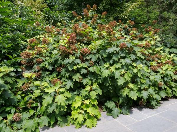 Growth habit of oakleaf hydrangea.