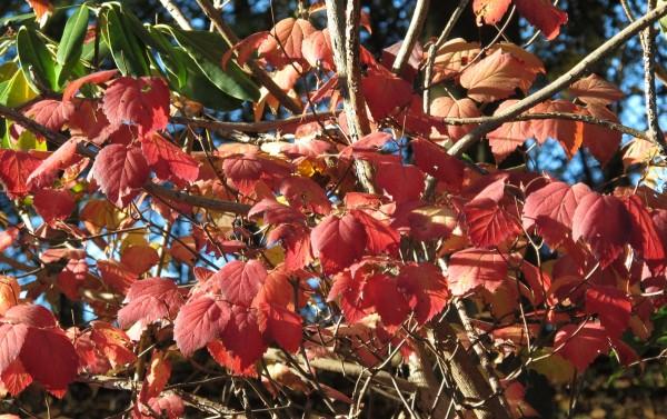 Autumn leaf color of the native shrub mapleleaf viburnum.