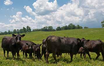 Black angus cattle grazing